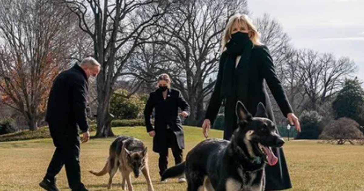 Uno de los perros de Joe Biden volvió a morder a una persona