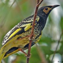 An endangered bird is forgetting the song it uses to procreate