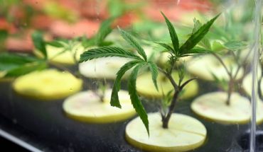 translated from Spanish: Medicinal cannabis: Government created a register for people’s access
