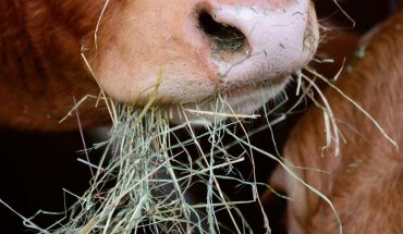 Mexico is already 5th world producer of animal feed