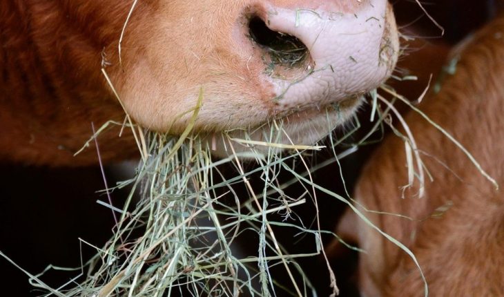 translated from Spanish: Mexico is already 5th world producer of animal feed