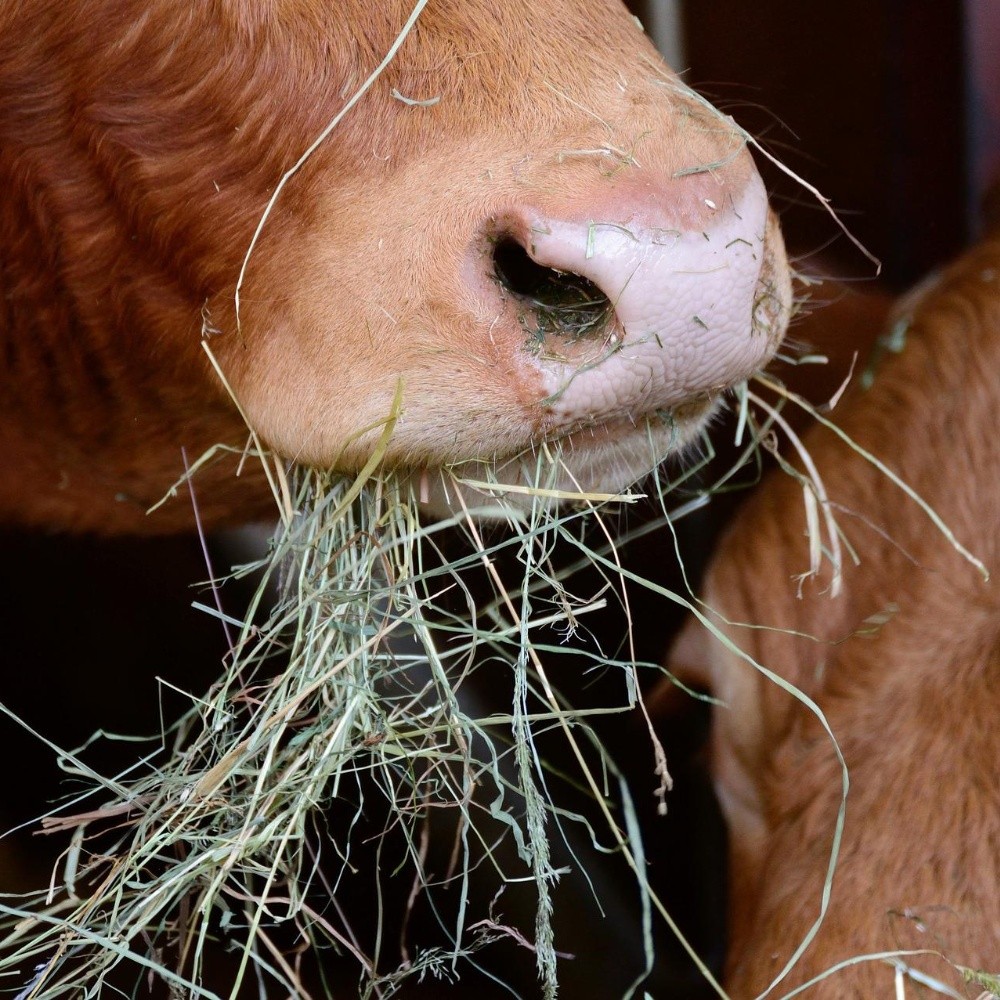 Mexico is already 5th world producer of animal feed