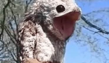 translated from Spanish: Monstrous bird appears on a ranch and unleashes panic