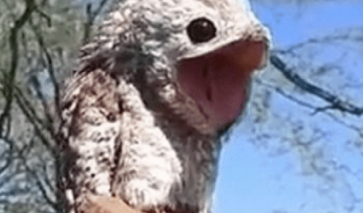 Monstrous bird appears on a ranch and unleashes panic