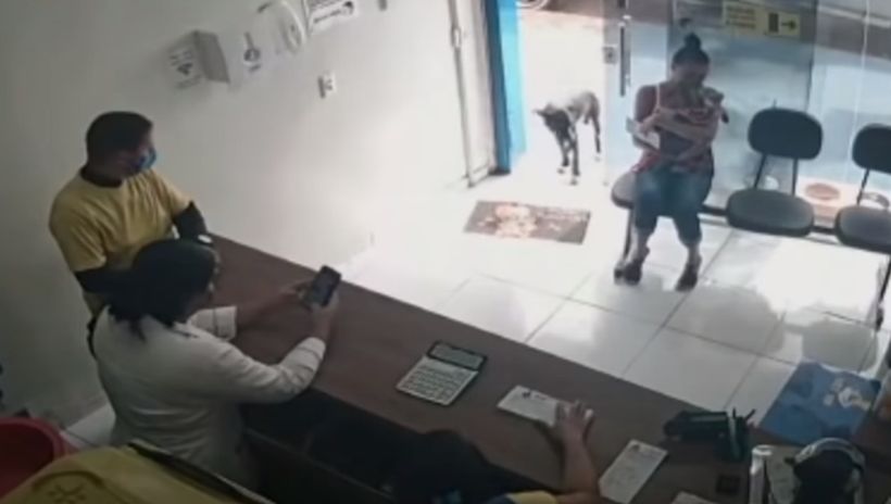[VIDEO] Wounded street dog entered a veterinary clinic by himself and "asked for help"