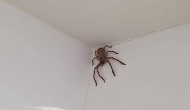 translated from Spanish: Woman found a big spider in the bathroom and was told to leave her home in Australia