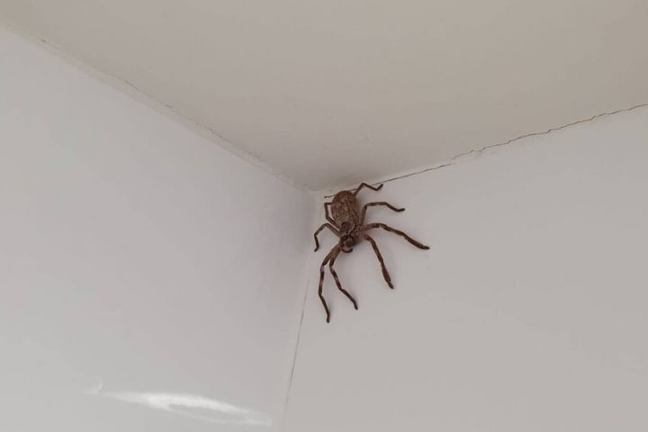 Woman found a big spider in the bathroom and was told to leave her home in Australia