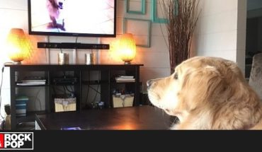 ¿Cuál es la razón por la que los perros miran la televisión?