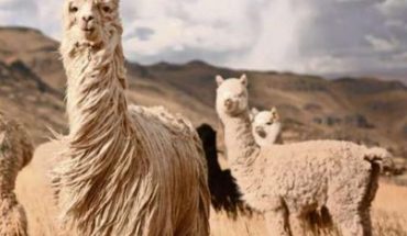 Covid-19: anticuerpo de las alpacas neutraliza a variantes más temidas