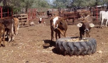 Crece problema por falta de alimento para ganado en Sinaloa