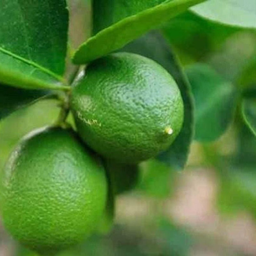 Enfermedad genética afecta a huertos de Limón persa en Sinaloa