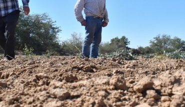 Ganaderos piden apoyo al gobierno de Sinaloa por sequía