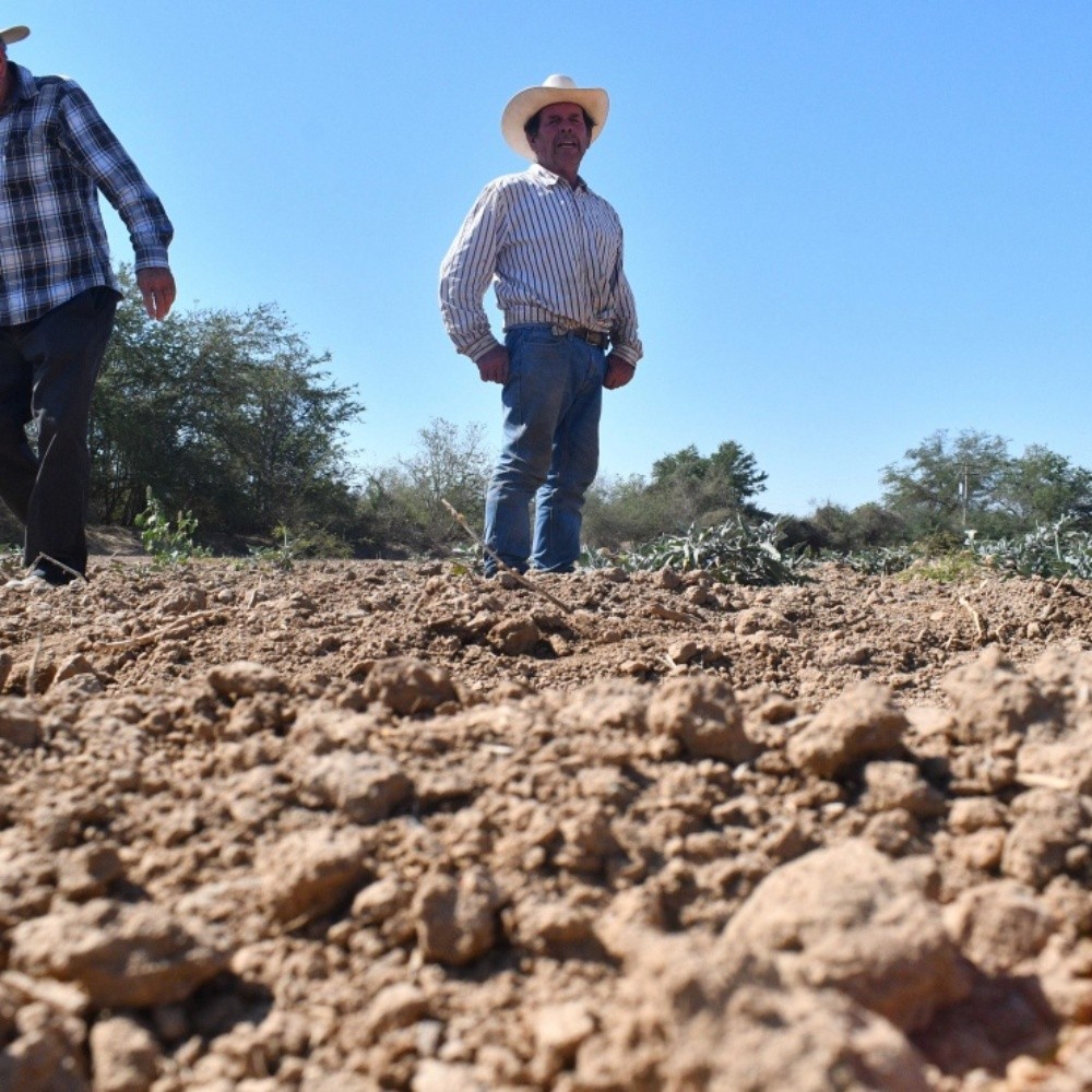 Ganaderos piden apoyo al gobierno de Sinaloa por sequía