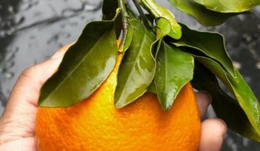 Investigadores de la UANL buscan crear medicamentos con naranjas