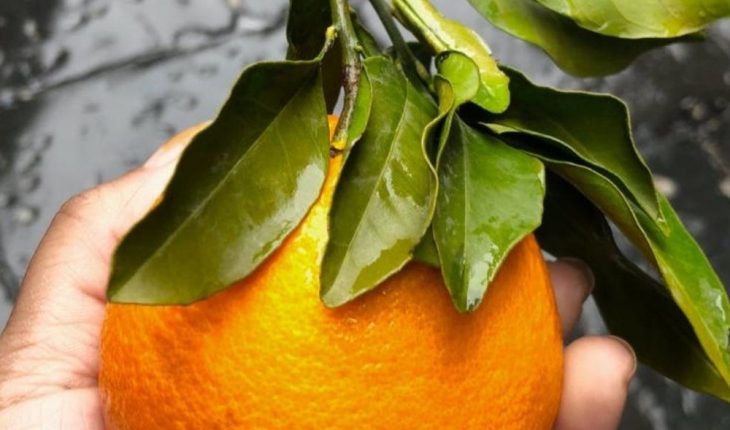 Investigadores de la UANL buscan crear medicamentos con naranjas