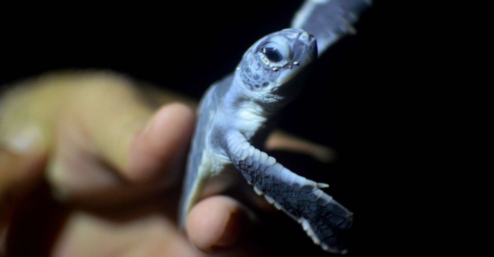 La familia que está salvando a las tortugas del Golfo de México