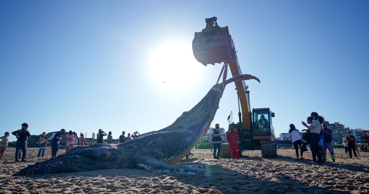 Las fotos más impactantes de la ballena que apareció muerta en Mar del Plata