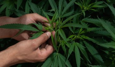 Senado pedirá otra prórroga para aplazar regulación de cannabis