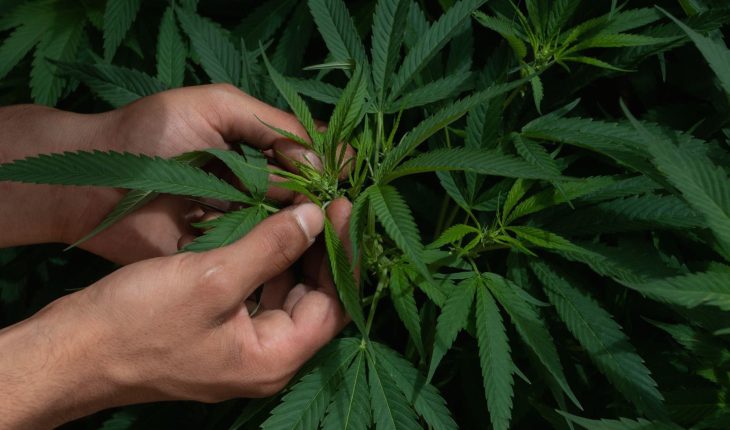 Senado pedirá otra prórroga para aplazar regulación de cannabis