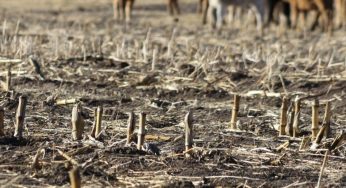 Sequía extrema en Chihuahua afecta ganadería y agricultura