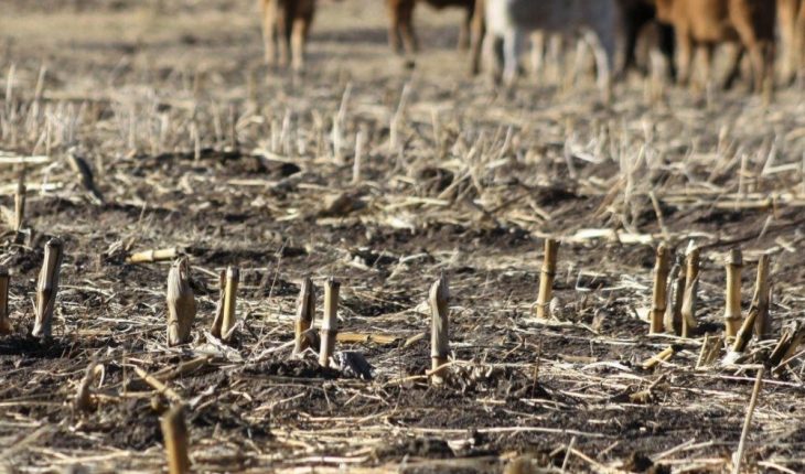 Sequía extrema en Chihuahua afecta ganadería y agricultura