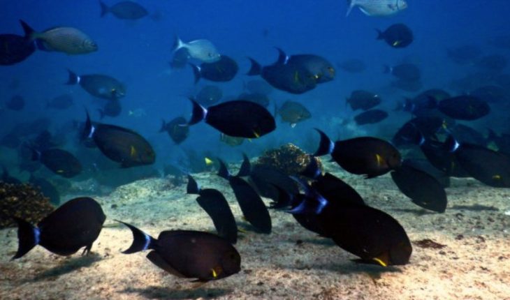 cambio climático pone en riesgo santuario marino en México