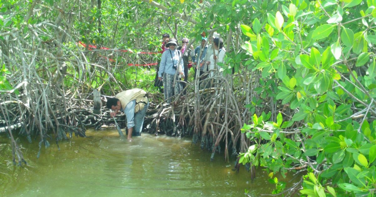 conservar y restaurar manglares en Latinoamérica