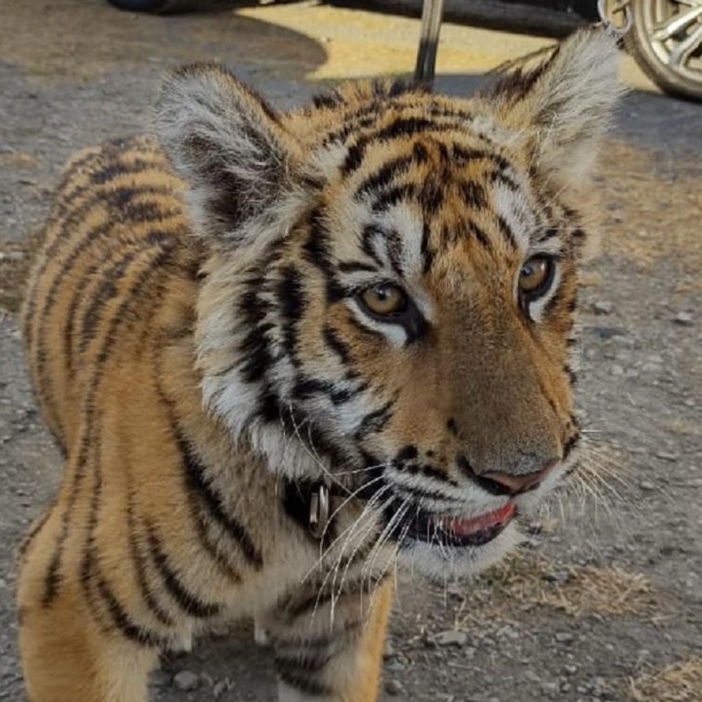A tiger is driving in Mazatlan area, Sinaloa