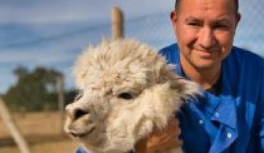 translated from Spanish: Chilean researchers who discovered SARS-CoV-2 antibody in alpacas show that it can neutralize South African, British and Brazilian variants