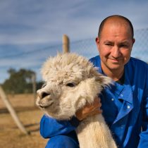 Chilean researchers who discovered SARS-CoV-2 antibody in alpacas show that it can neutralize South African, British and Brazilian variants