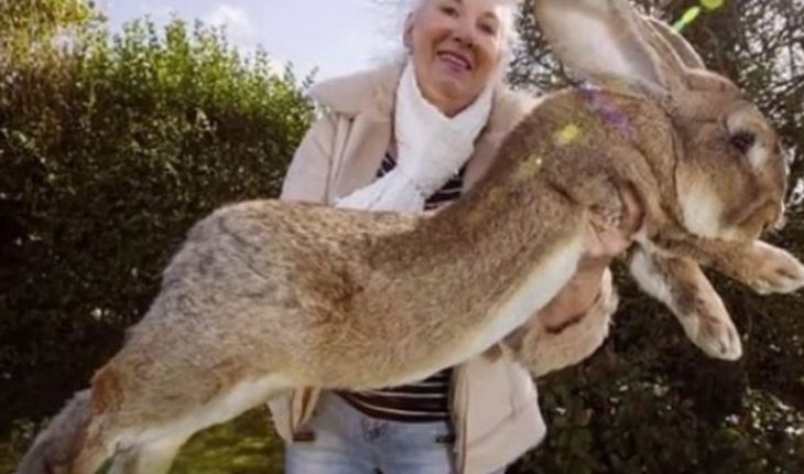translated from Spanish: Darius, the world’s largest rabbit, was lost and his owner offers reward