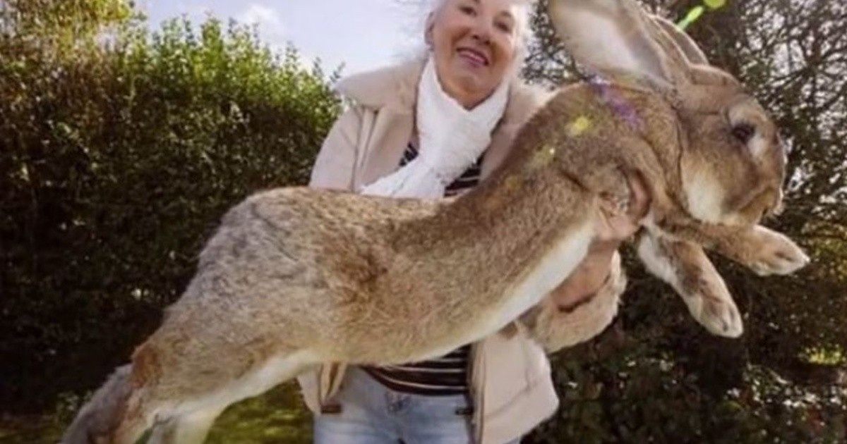 Darius, the world's largest rabbit, was lost and his owner offers reward