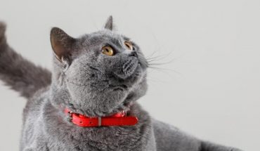 translated from Spanish: Do cats as pets increase the risk of brain cancer?