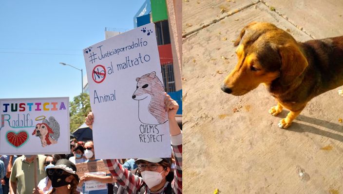 March in Sinaloa to seek justice for the puppy Rodolfo (video)