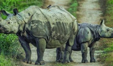 translated from Spanish: Nepal’s rhino population is increasing, what is it all about?