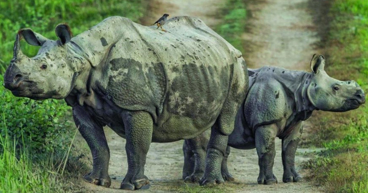 Nepal's rhino population is increasing, what is it all about?