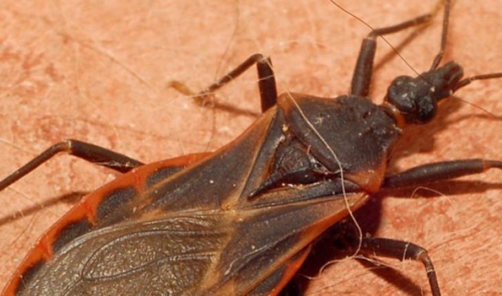 translated from Spanish: Today is World Chagas Disease Day