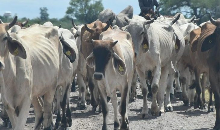 A la baja el precio de bovino en Guasave; el cerdo aumenta