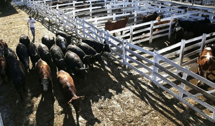 Arrancó el paro del campo en rechazo a la suspensión de las exportaciones de carne