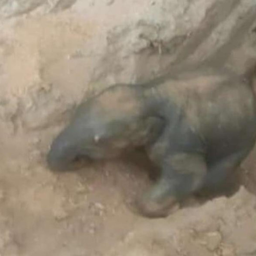 Bebé elefante fue rescatado de un profundo pozo en la India
