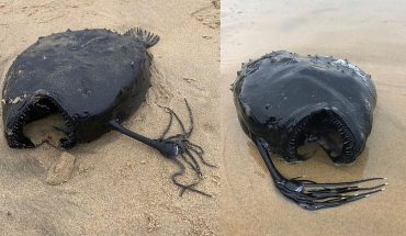 Cuando la realidad supera a la ficción: Encuentran extraño pez balón en playas de California