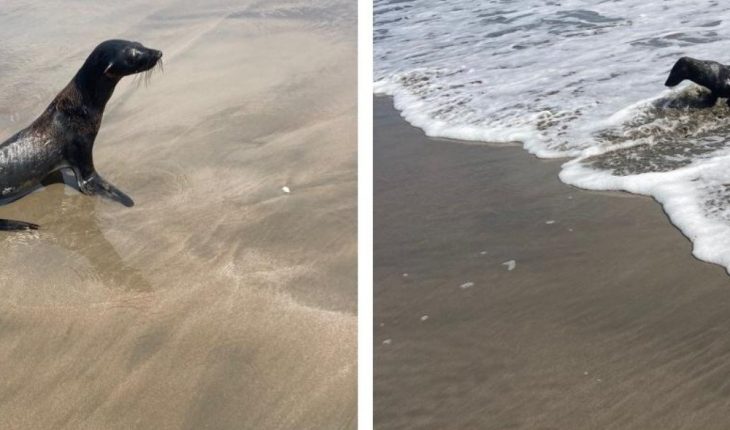 Hallan lobo marino herido en playa Las Glorias, Guasave