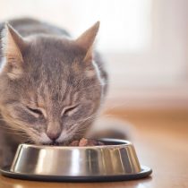 Innovadora línea de alimentos certificada busca cuidar y proteger a tu gato