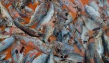 Muerte masiva de peces pone a la industria salmonera chilena en la mira