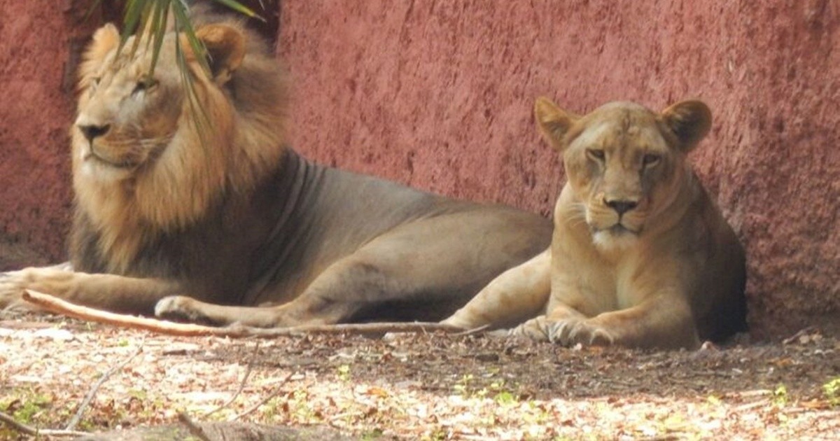 Ocho leones contrajeron coronavirus en un zoológico de India