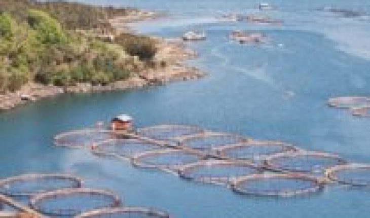 Salmonicultura sin control: Contraloría acusa una serie de faltas de fiscalización de Sernapesca, Subpesca y otros organismos estatales en el sector