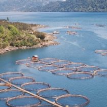 Salmonicultura sin control: Contraloría acusa una serie de faltas de fiscalización de Sernapesca, Subpesca y otros organismos estatales en el sector