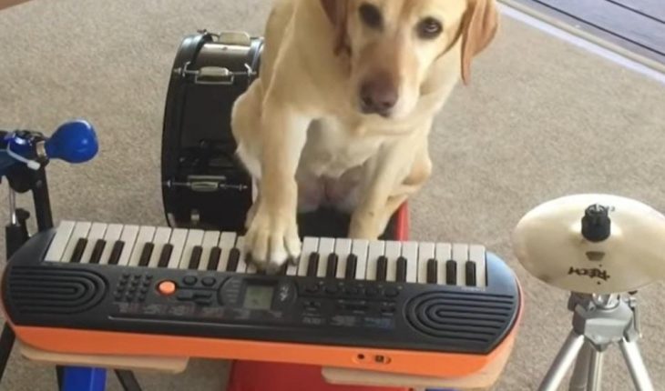 Talentoso Perrito toca la guitarra, la batería y el teclado