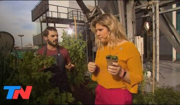 Video: NUESTRA HUERTA EN CASA: aprendemos a revivir plantas