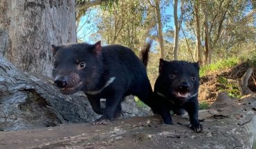translated from Spanish: Australia: after 3,000 years Tasmanian demons were born